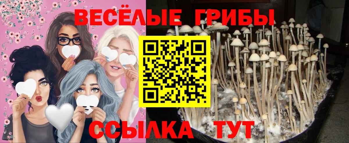 Люберцы  Галлюциногенные грибы прущие грибы  Вход с VPN 